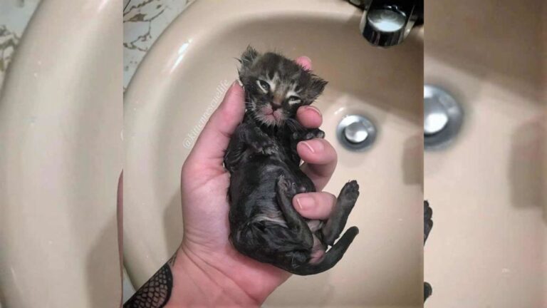 Shivering Kitten Found On Southern California Streets Saved Just In Time