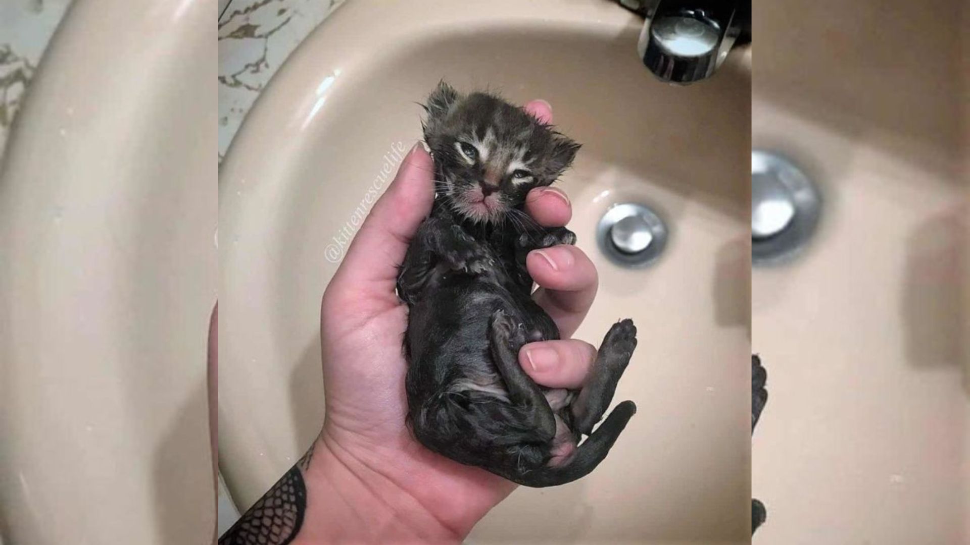 Shivering Kitten Found On Southern California Streets Saved Just In Time