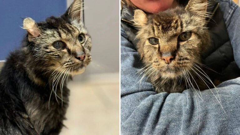 Sick Maryland Cat Finds Comfort And Love In A Warm Bed After Years Of Hardship