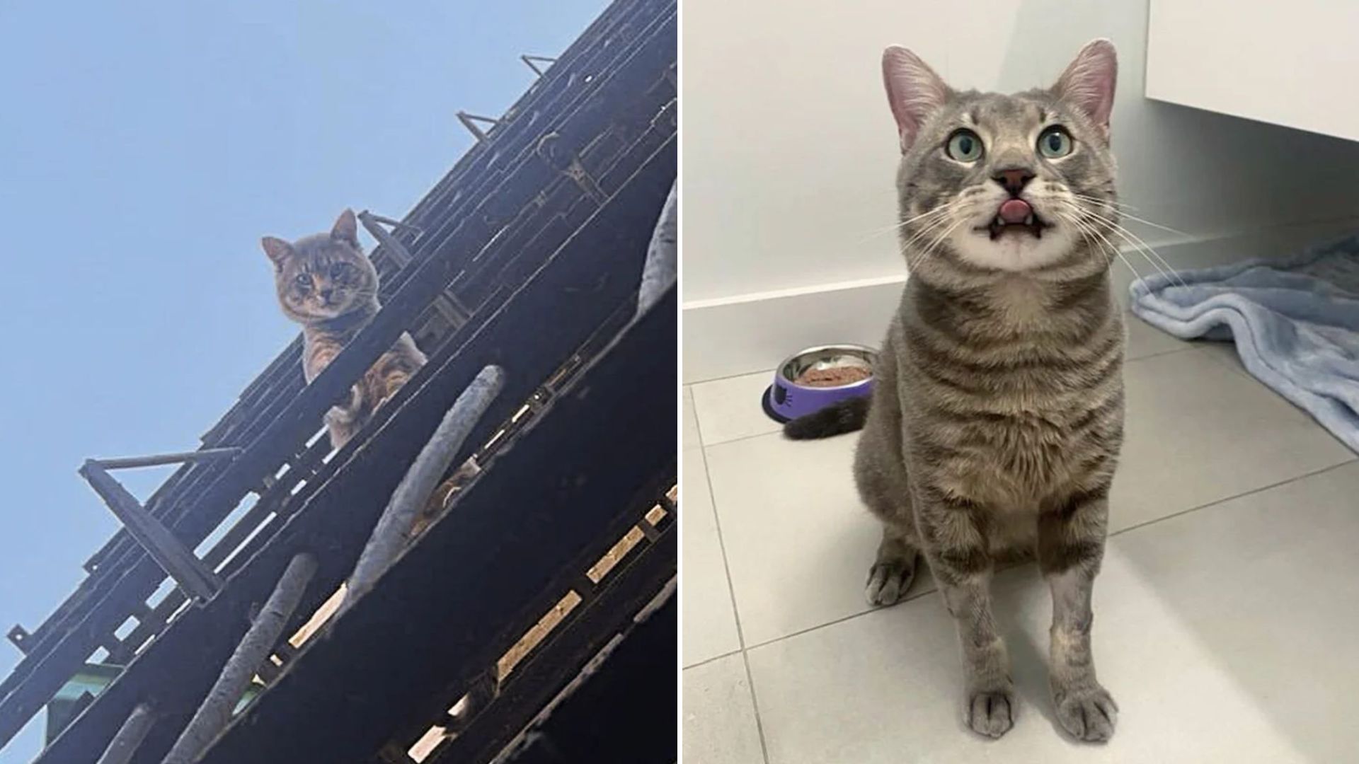 cat escapes fire