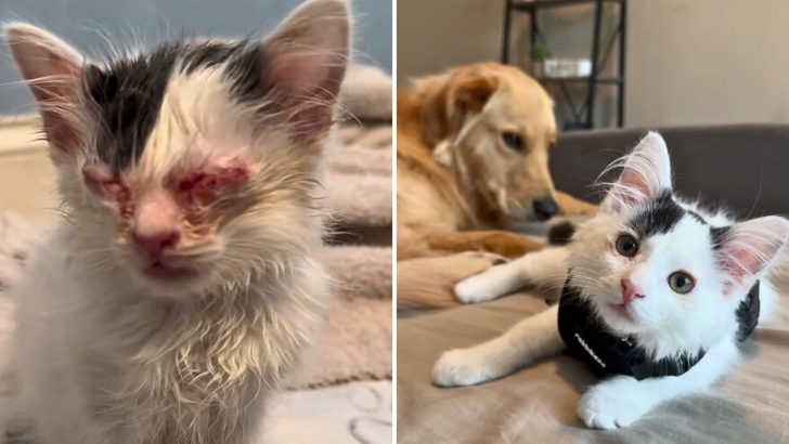 South Carolina Kitten Overcomes Painful Eye Infection And Blossoms Next To An Unlikely Family