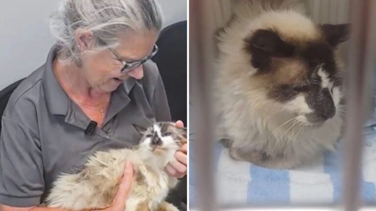 South Carolina Woman Spends 11 Years Grieving Her Missing Cat, Then A Miracle Happens