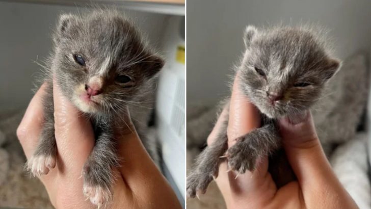 South Jersey Rescuer Saves Two Tiny Kittens In Critical Condition In The Nick Of Time