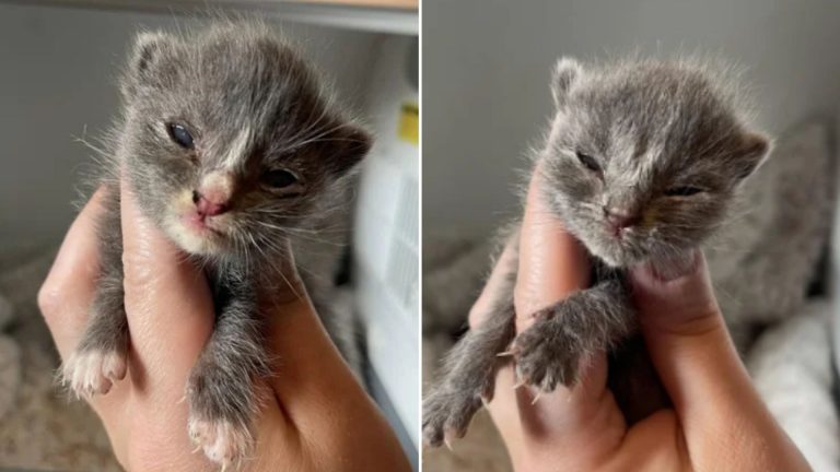 South Jersey Rescuer Saves Two Tiny Kittens