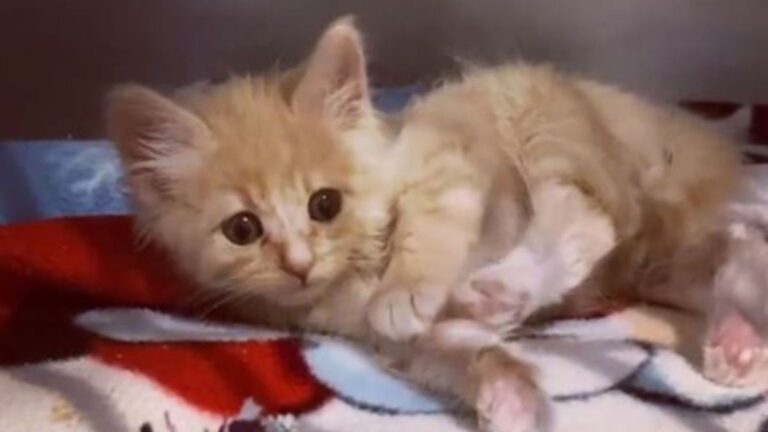 special needs kitten