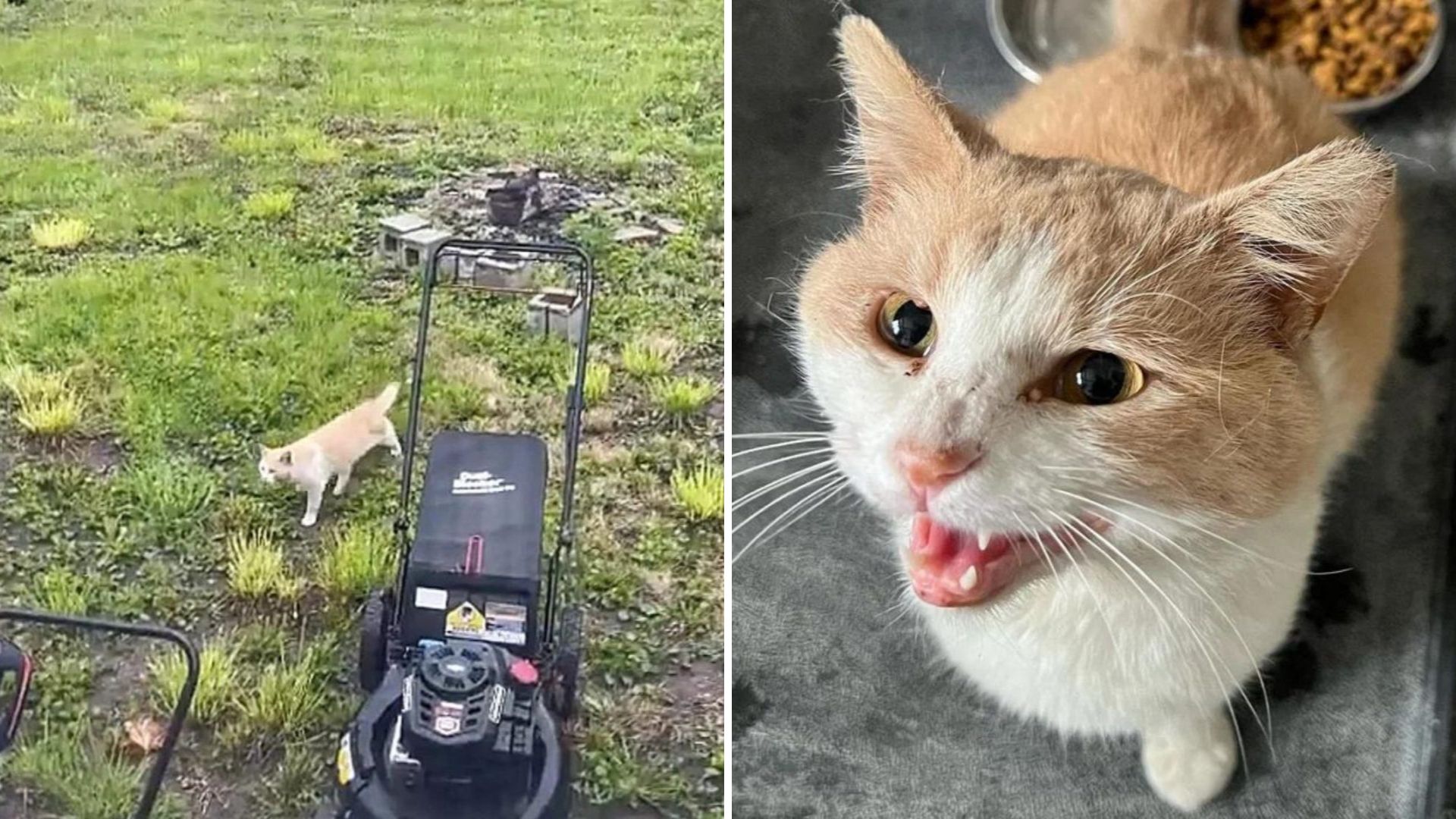 Starving Cat Wanders Into Detroit Shelter And Begs For Someone To Notice Him