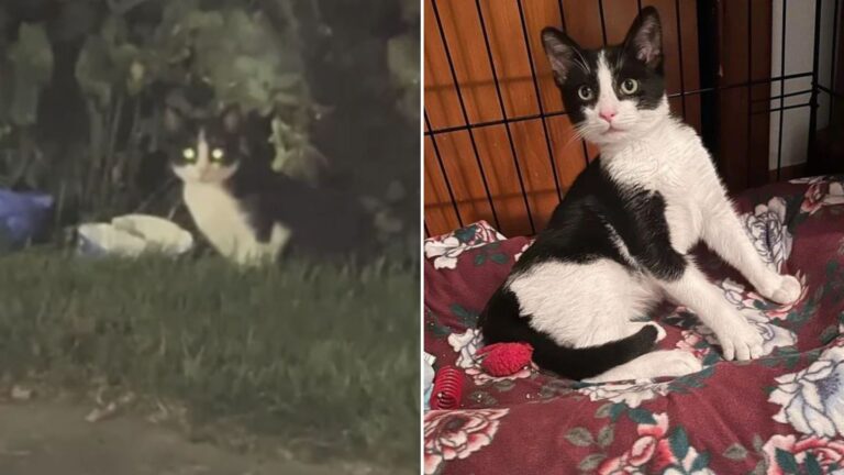 starving kitten