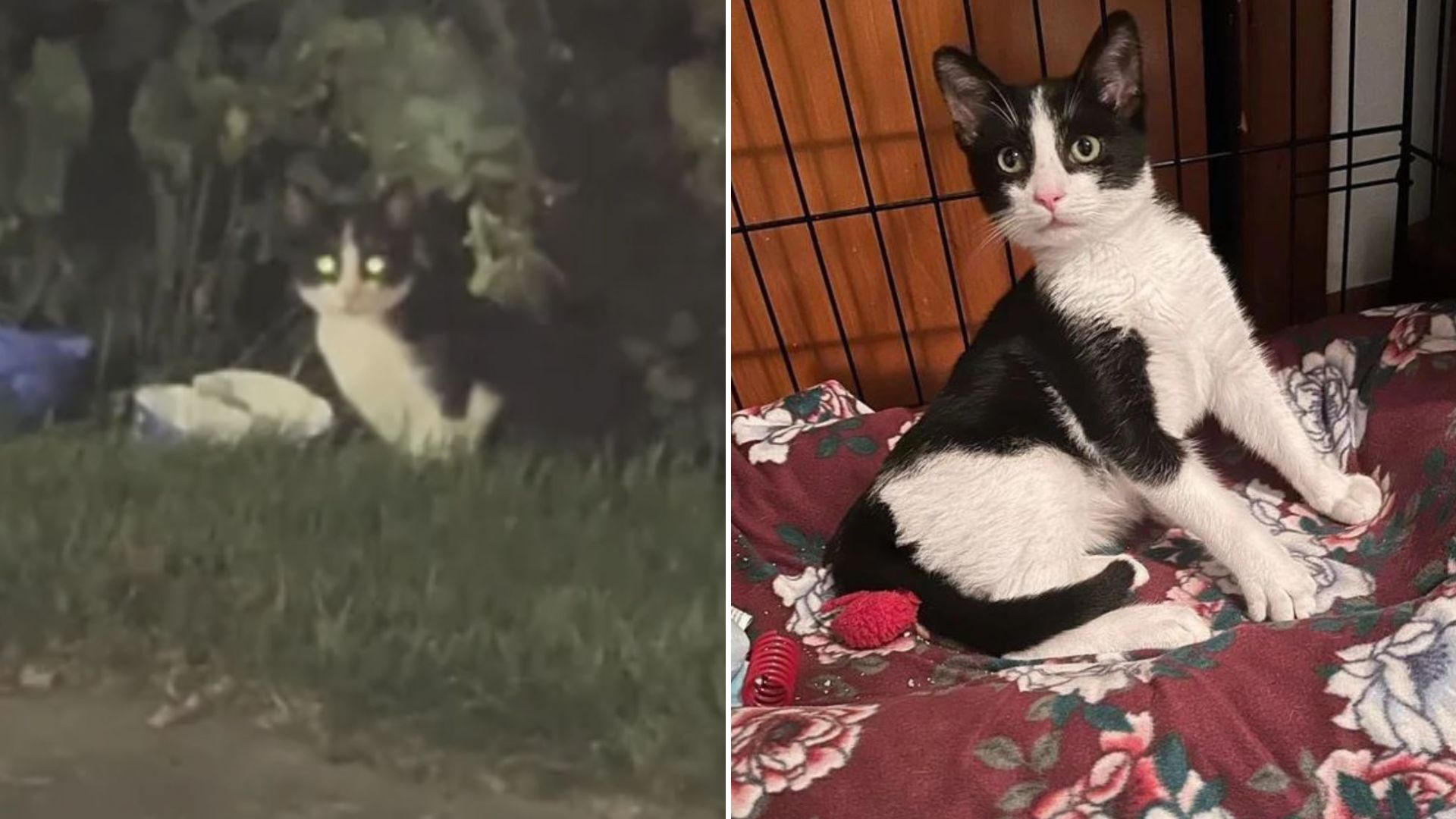 starving kitten