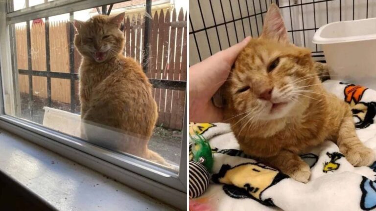 Stray Cat Appears Injured On A Brooklyn Windowsill And Seeks Help From A Kind Woman
