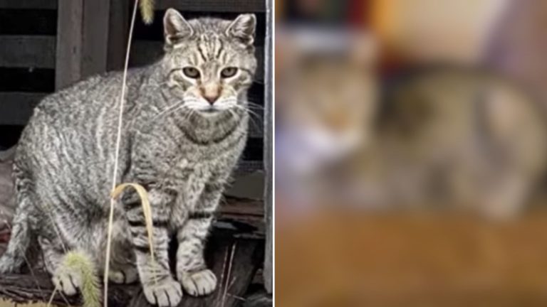 stray cat knocks on shelters door