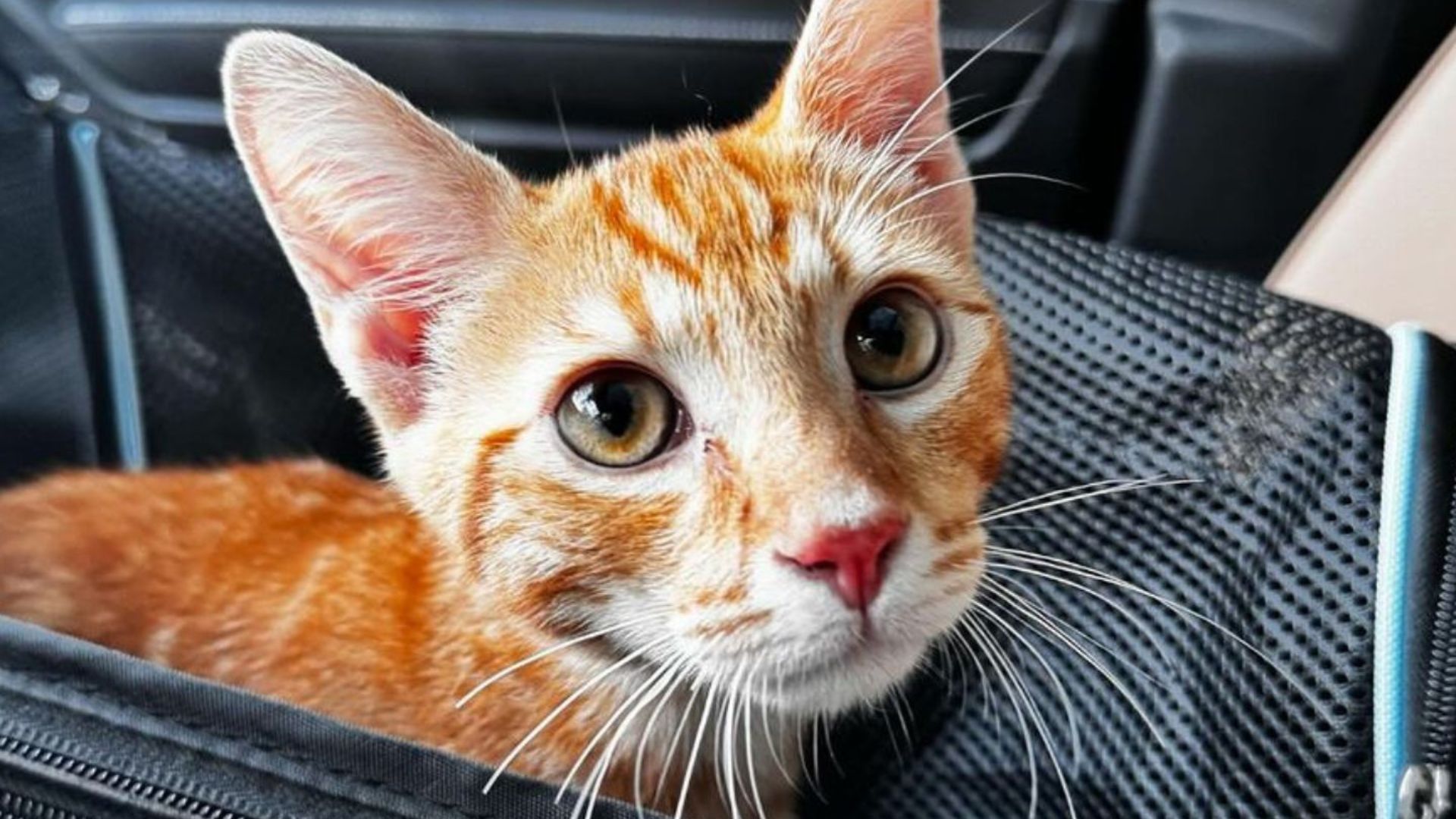 Stray Kitten In New York Finds A Clever Way To Get Rescued, And You'll Never Guess What It Is