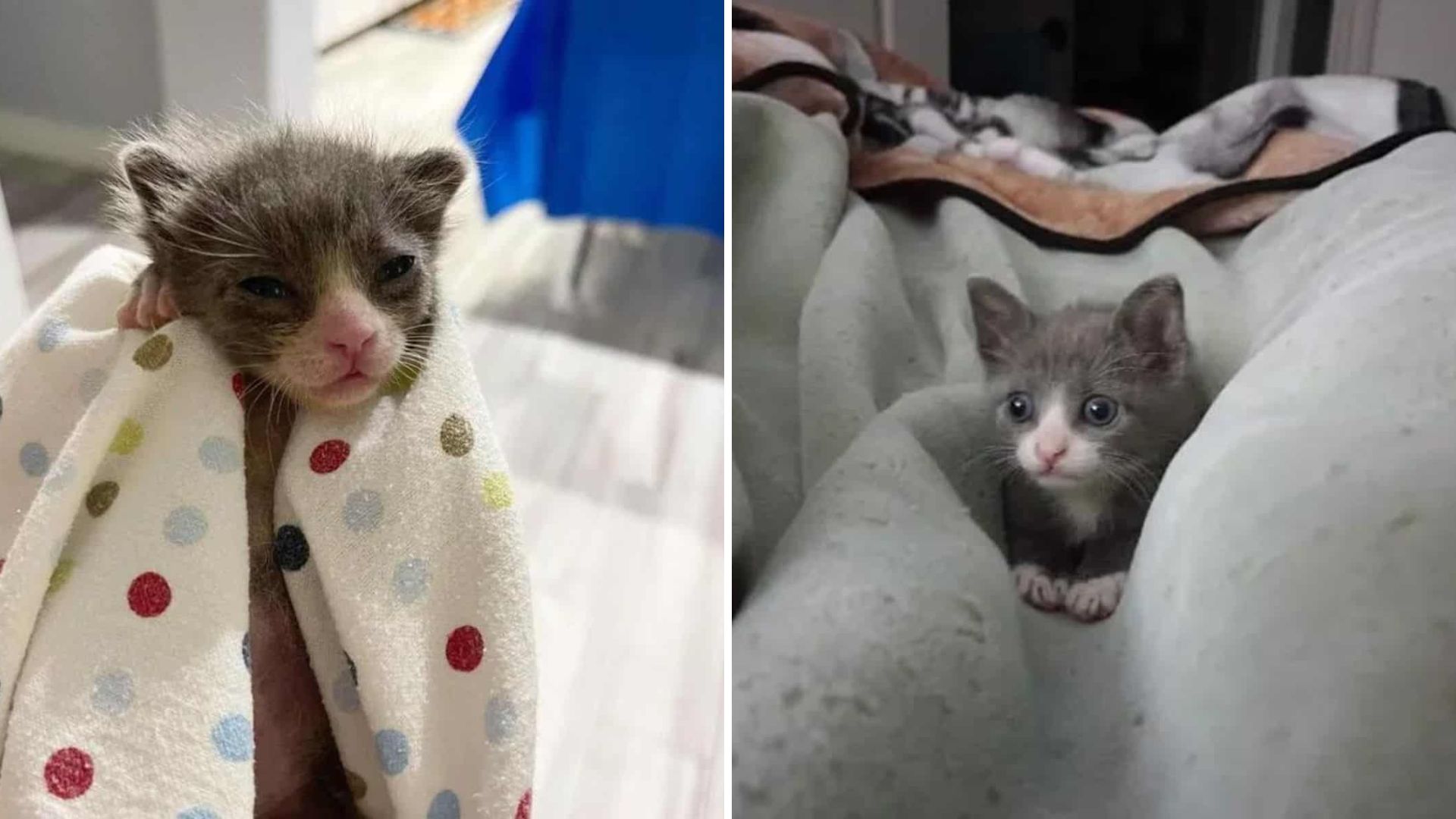 Texas Kitten Found As Lone Survivor Of Litter Gets A Second Chance At Life