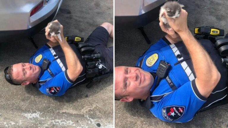 Texas Officer’s Quick Action Saves Two Kittens And Sparks A Heartwarming Reaction
