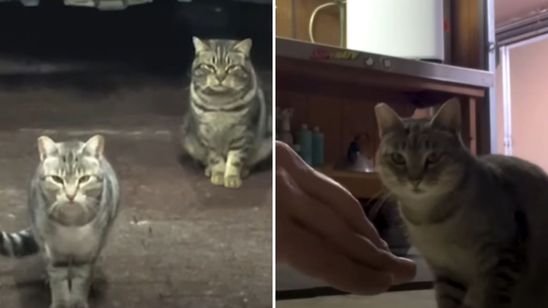 Texas Woman Spends Six Months Earning Trust Of Two Stray Cats, Then A Miracle Unfolds
