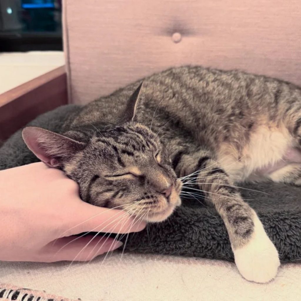 The cat enjoys being petted by a woman on the face