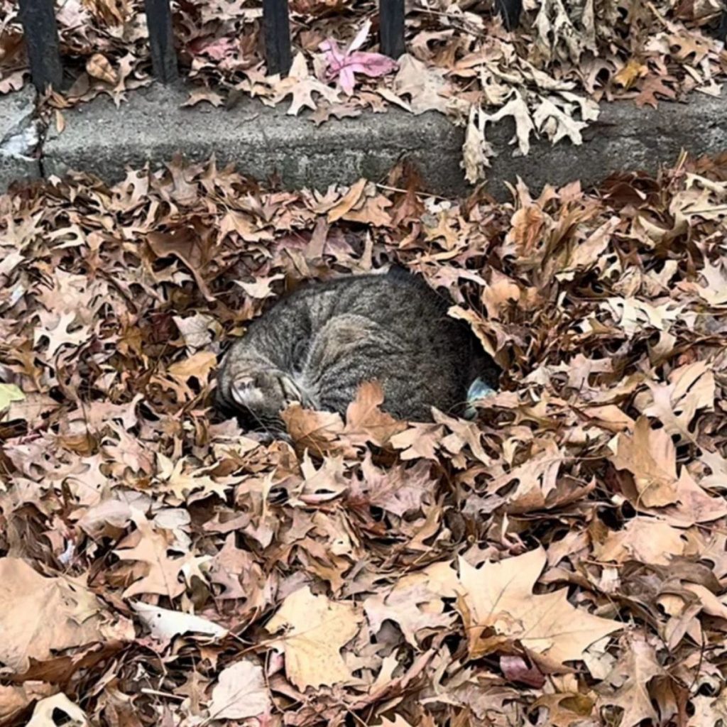 The cat is lying curled up in the leaves