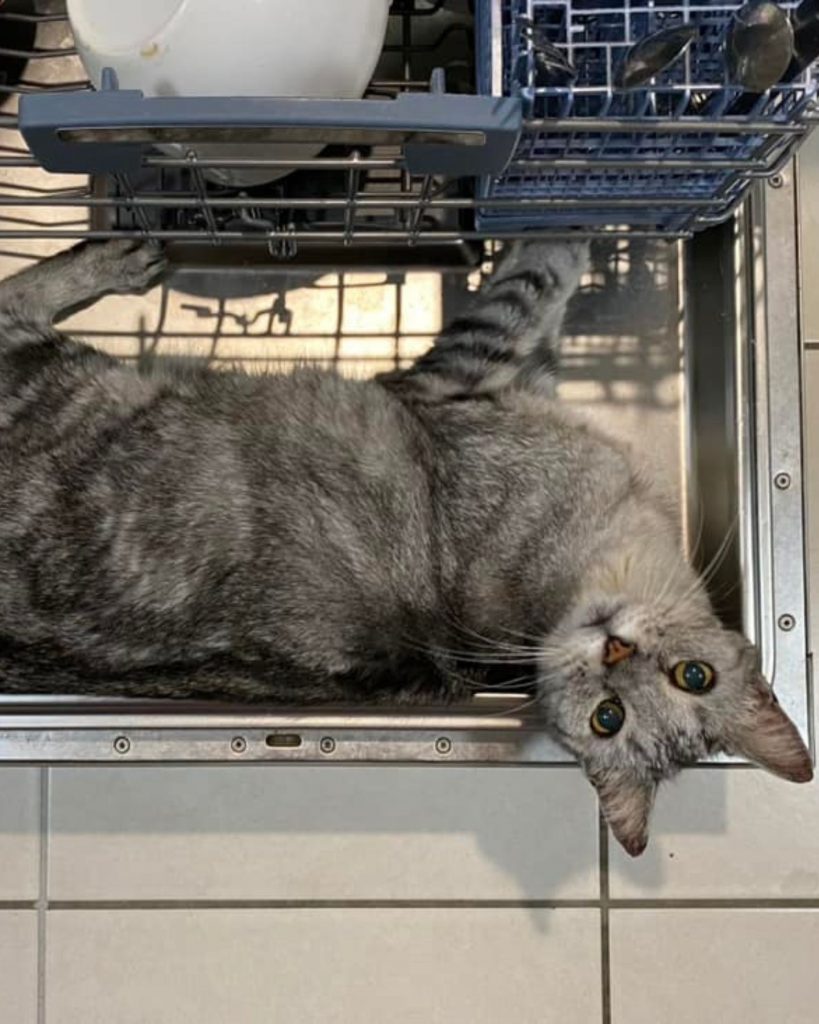 The cat is lying in the dishwasher