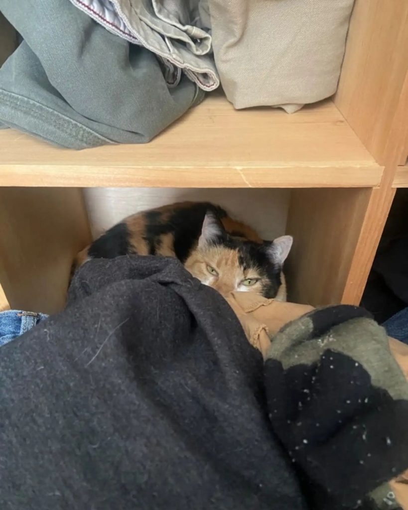 The cat is lying on a wooden shelf