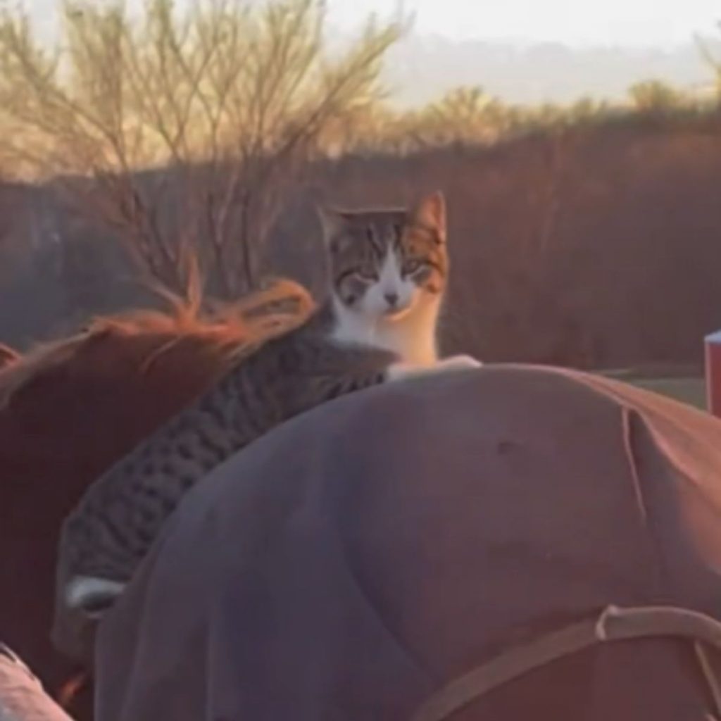 The cat is lying on the horse