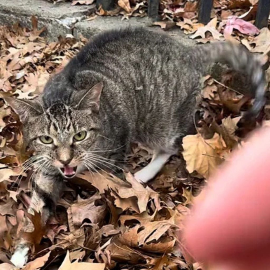 The cat is meowing in the leaves