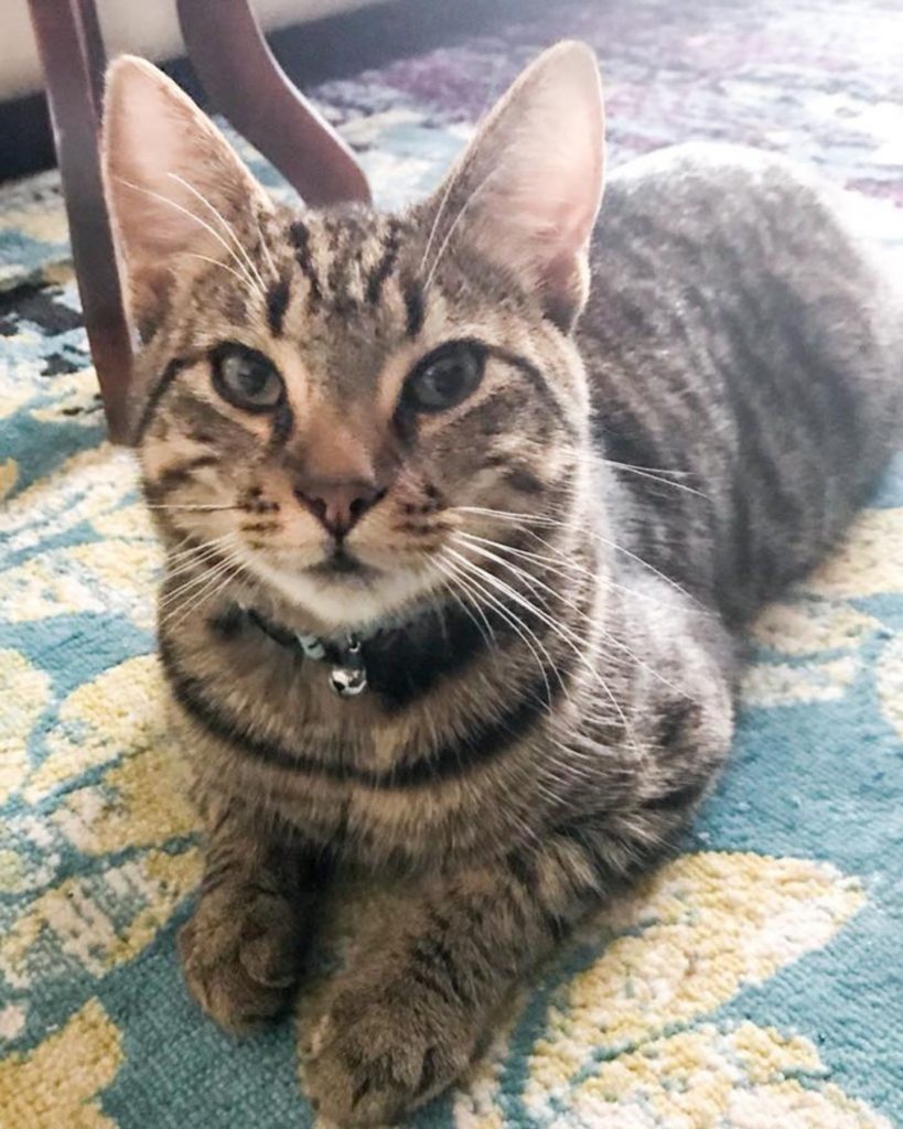 The cat is sitting on the carpet and looking in front of it