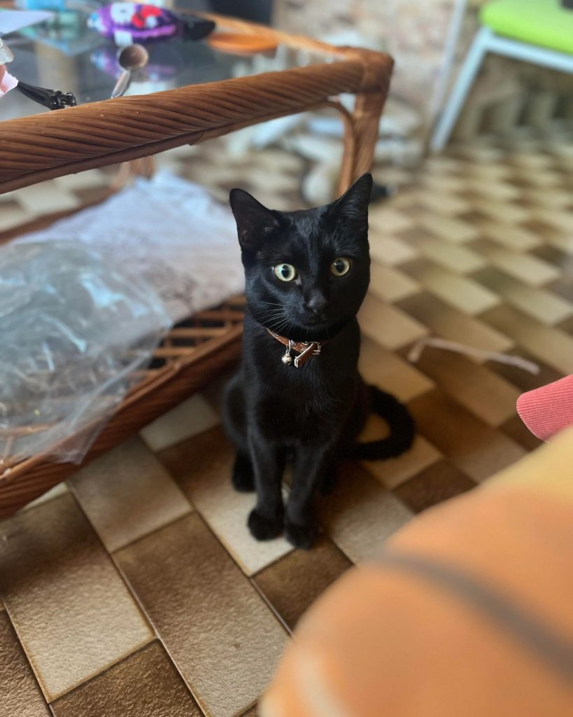 The cat is sitting on the tiles