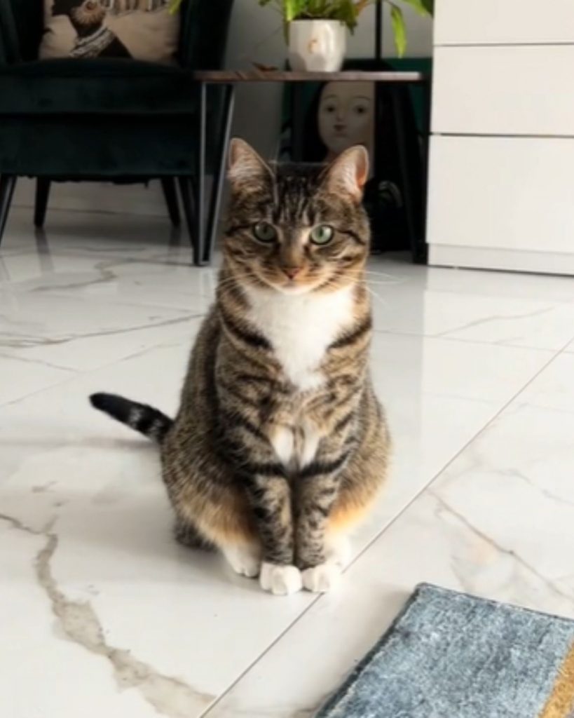 The cat is sitting on the tiles and looking in front of it