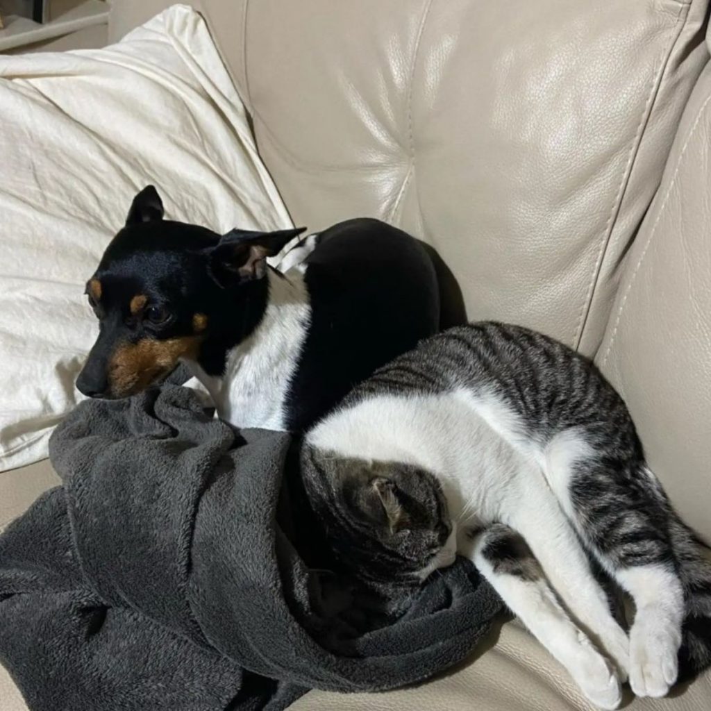 The cat is sleeping leaning against the dog