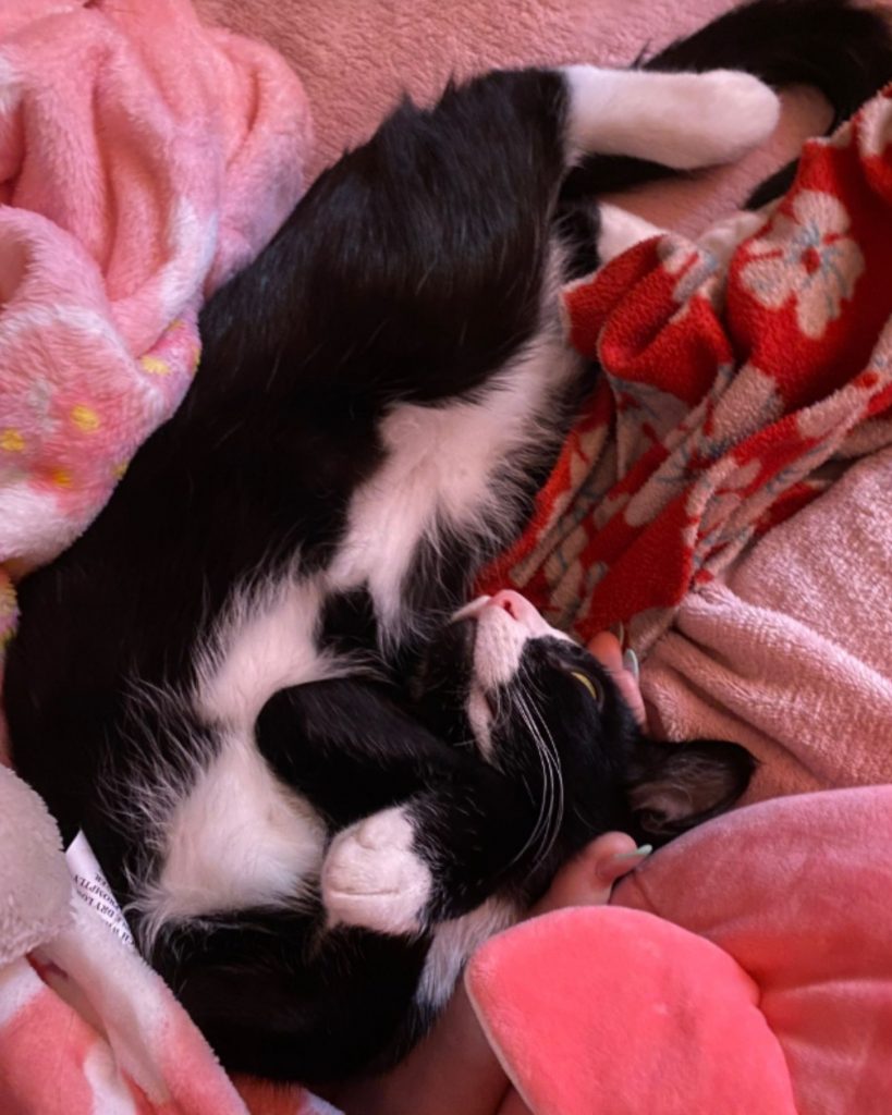 The cat is sleeping on a pink blanket