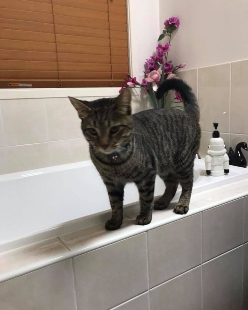 The cat is standing on the bathtub