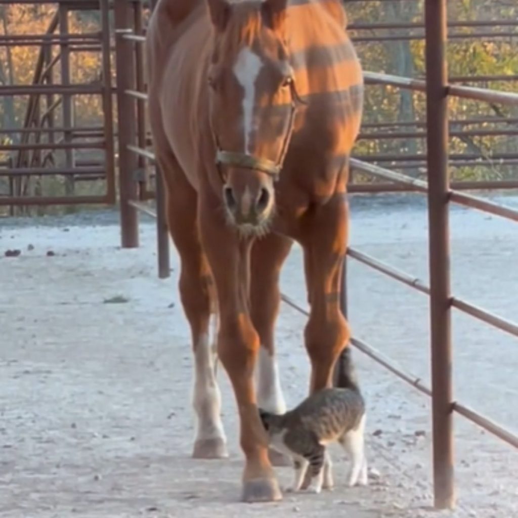 The cat walks around the horse's legs