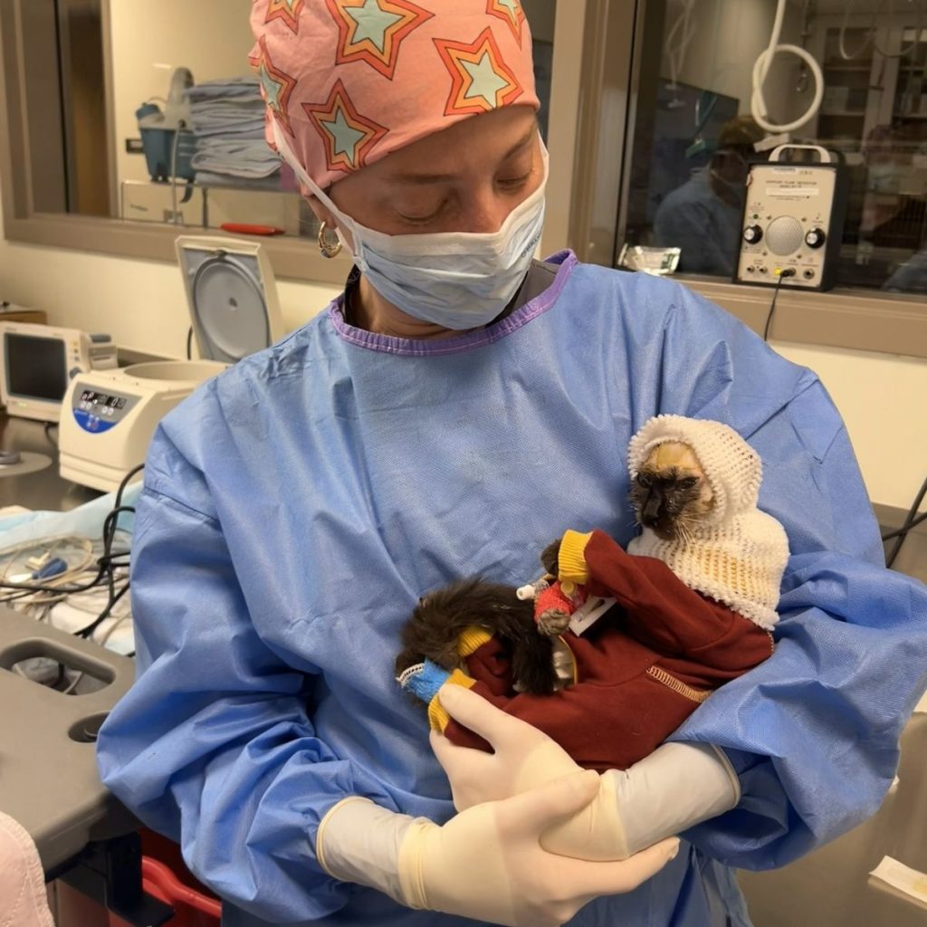 The doctor is holding a wrapped kitten in her hands