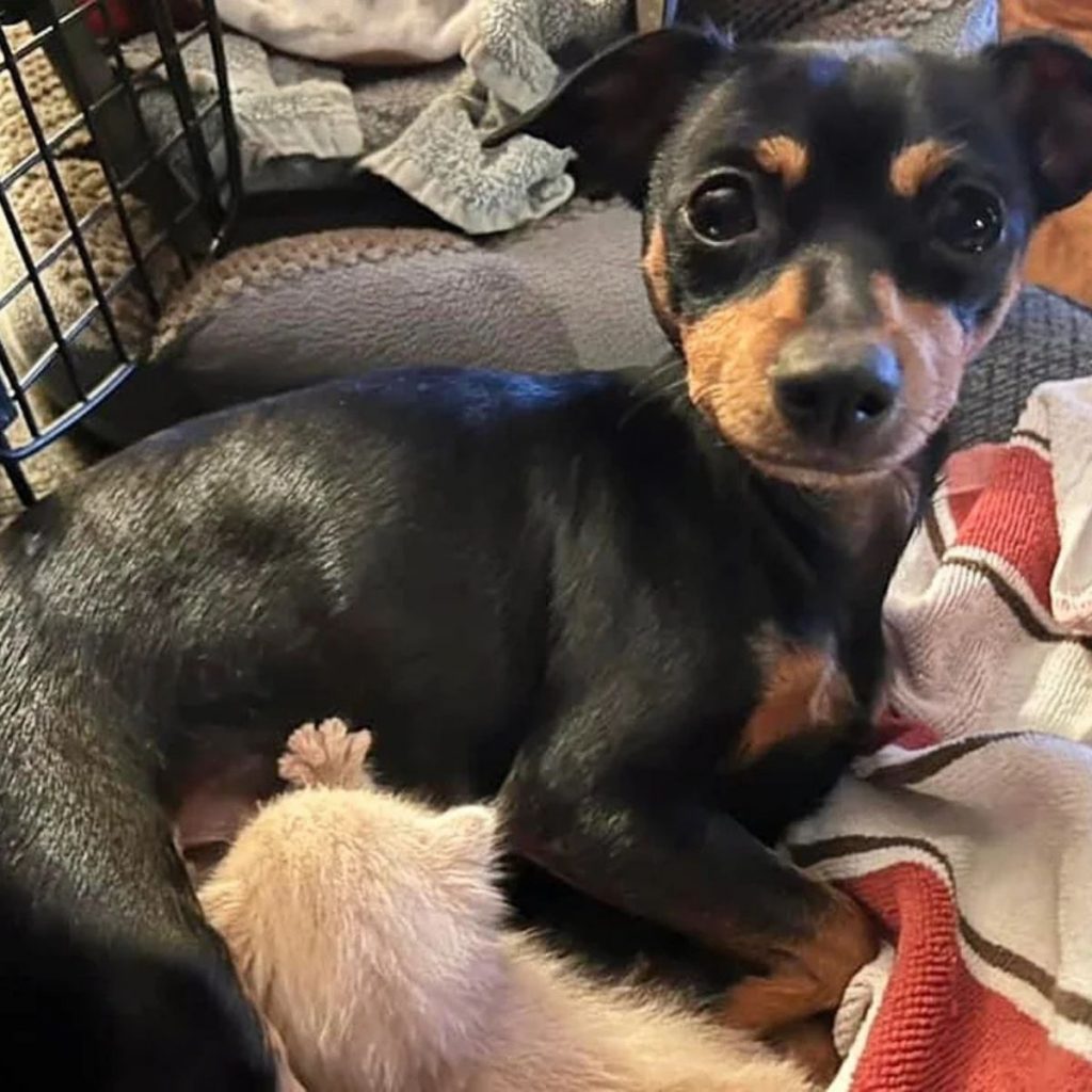 The dog and the kitten are lying next to each other