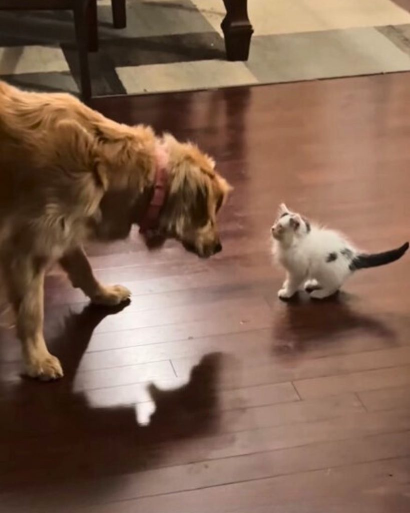 The dog is sniffing the kitten