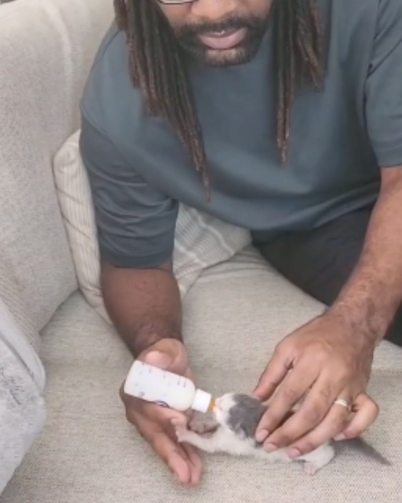 The foster parent is bottle-feeding a little kitten