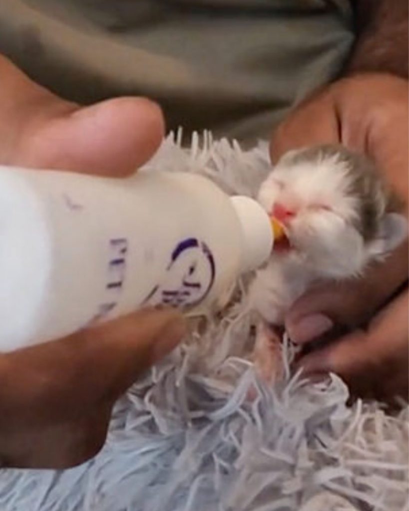 The foster parent is feeding the little kitten.