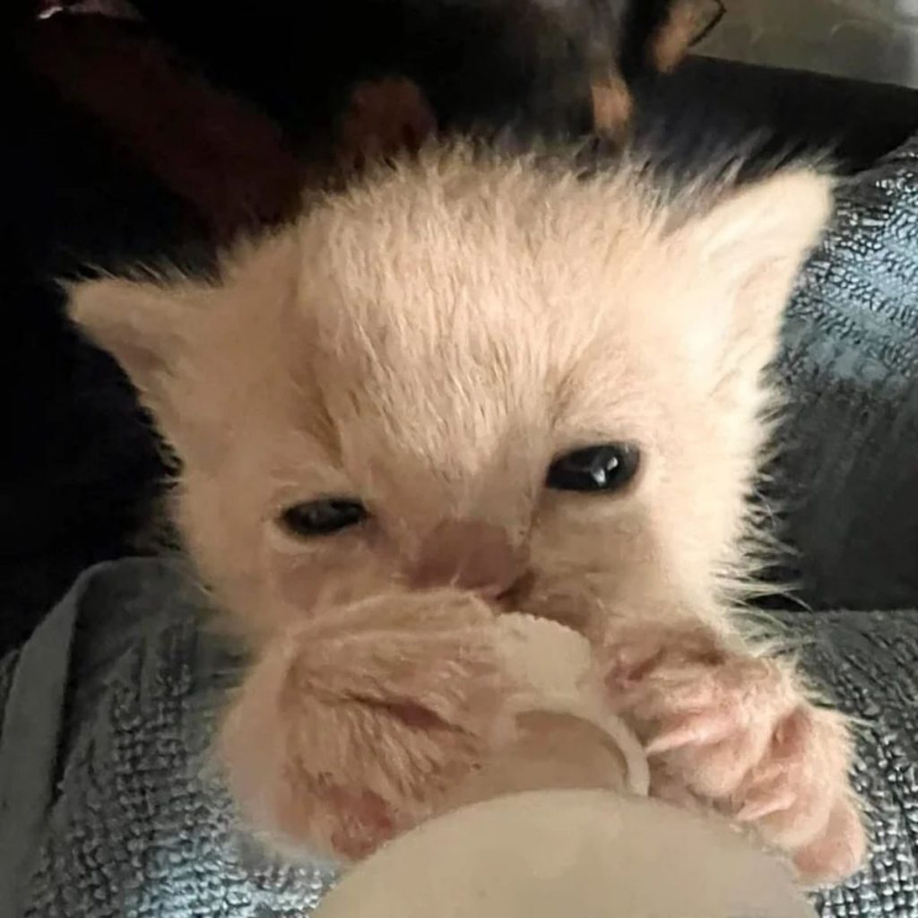 The kitten drinks food from a bottle