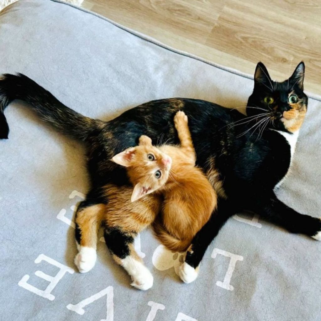 The kitten is cuddling the cat on the floor