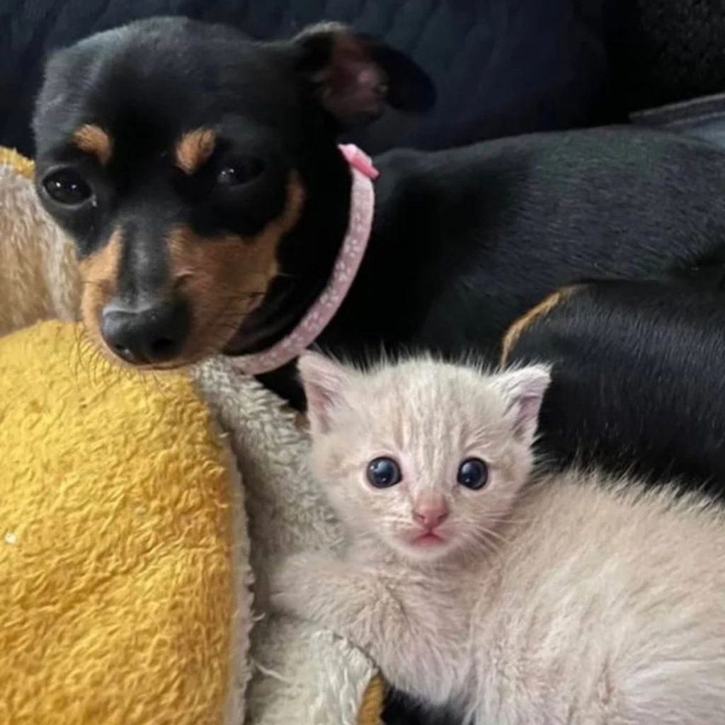 The kitten is lying next to the dog