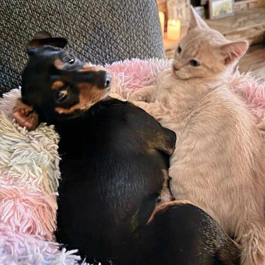 The kitten is lying next to the dog and looking at it