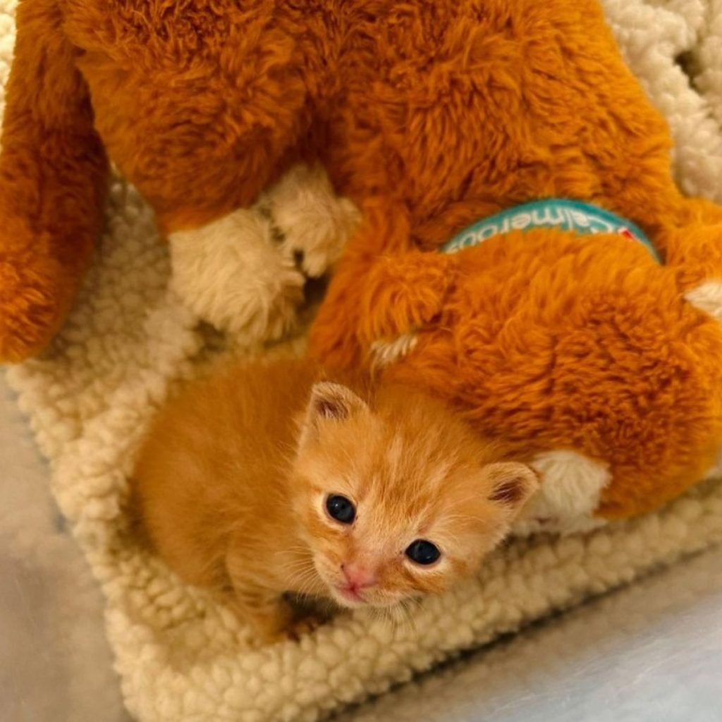 The kitten is sitting next to the stuffed toy