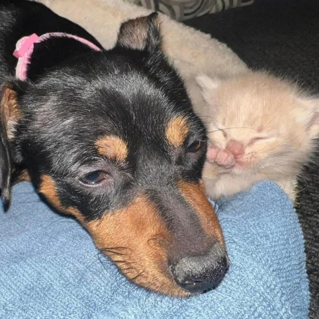 The kitten is sleeping next to the dog's head