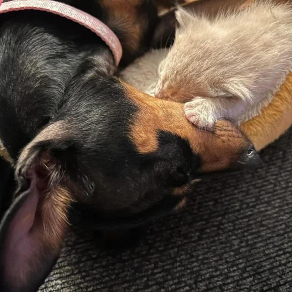 The kitten put its paw on the dog's snout and is sleeping