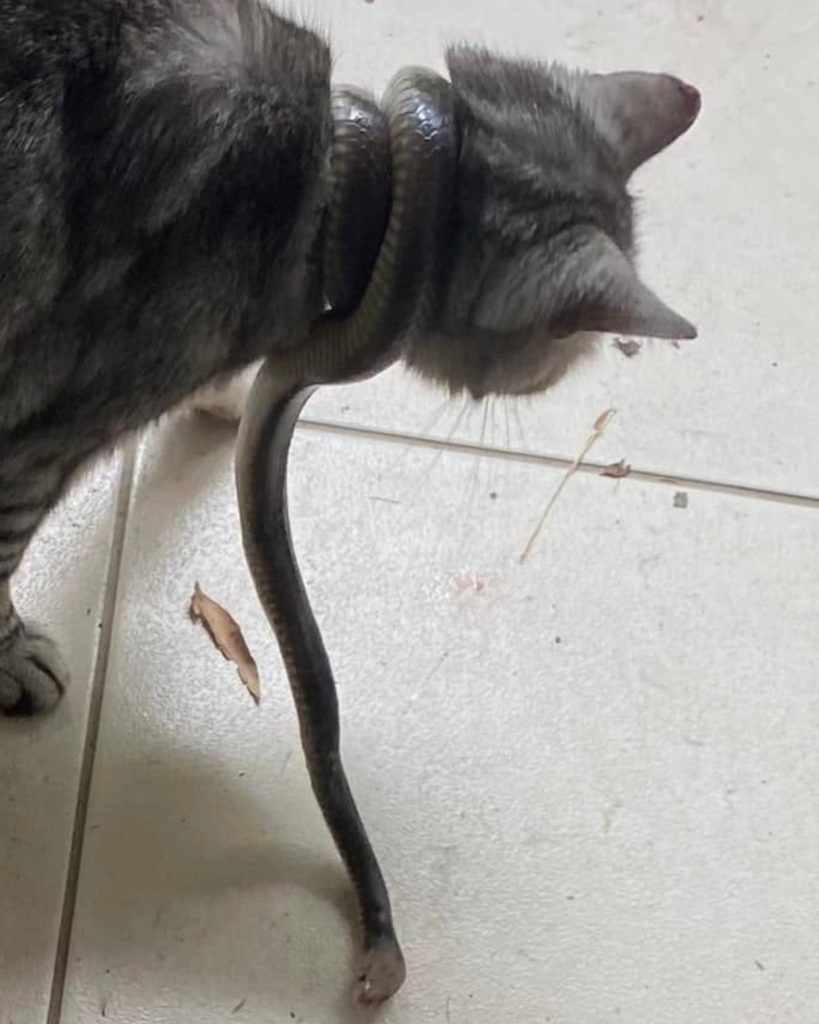 The snake wrapped itself around the cat's head