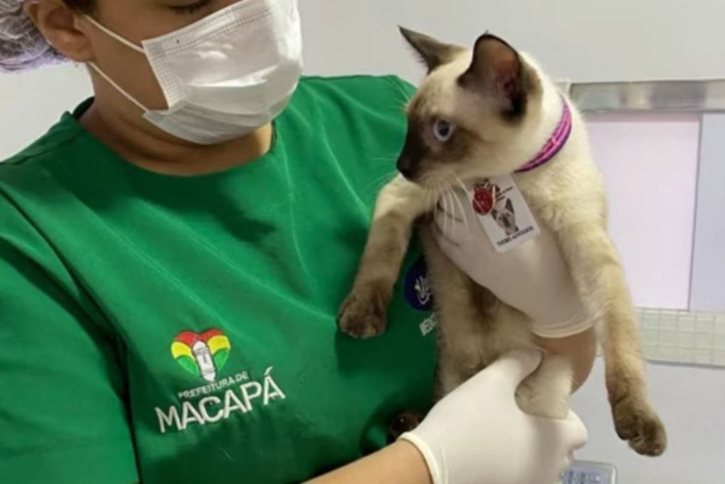 The veterinarian is holding a cat in her hands