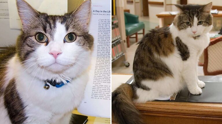 This Rhode Island Cat Has Uncanny Ability To Sense When Someone Is About To Pass Away