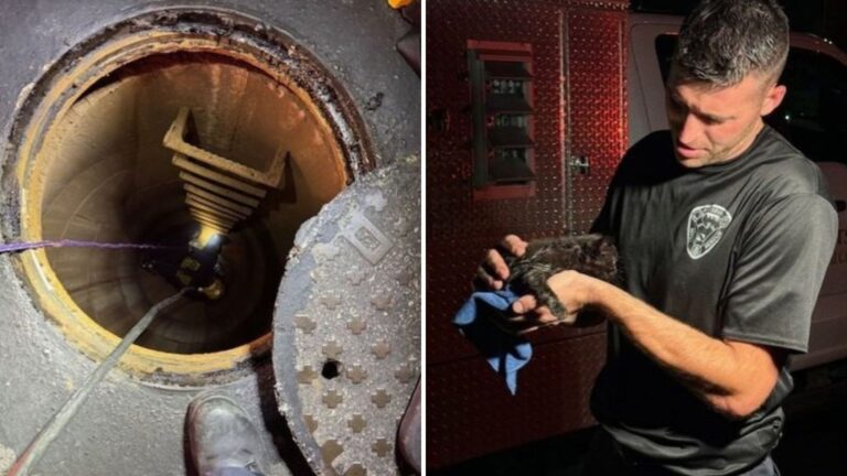 This Tiny Kitten Miraculously Survives After Getting Stuck In A Storm Drain On Pittsburgh Street