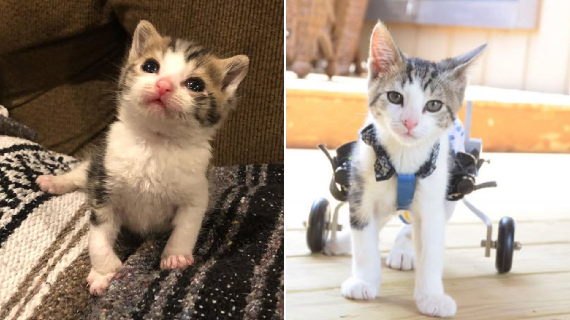 Tiny Kitten In New Jersey Found Lifeless Stuns Everyone By Clinging To Life