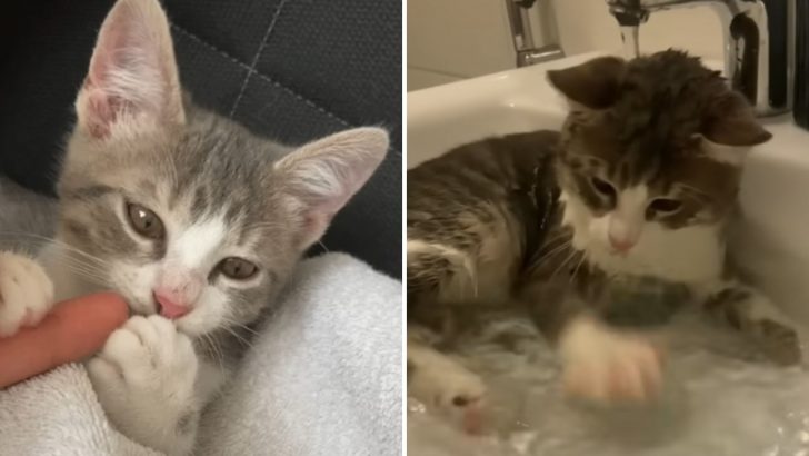 Treated Like A Children’s Toy, This Kitten Had No Hope Until One Woman Came Along