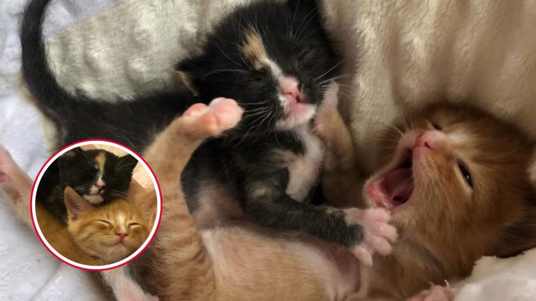 Two Tiny Kittens Curl Up Together On Arizona Streets